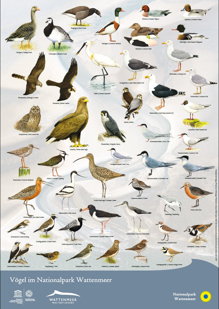 Poster mit den häufigsten Vogelarten des Wattenmeeres